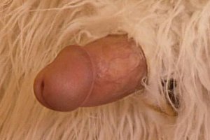 snakevore美女tv网站